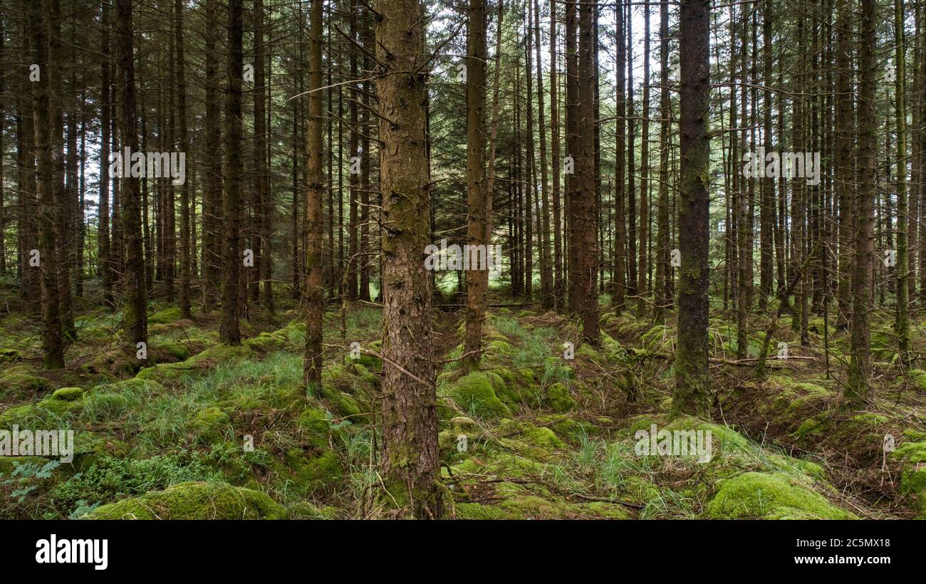 Piantagione di bosco di pino Sitka Foto Stock