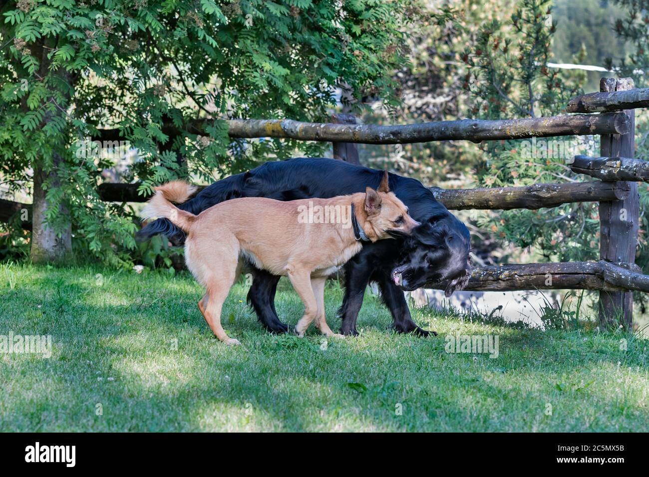 Suonare da cani Foto Stock