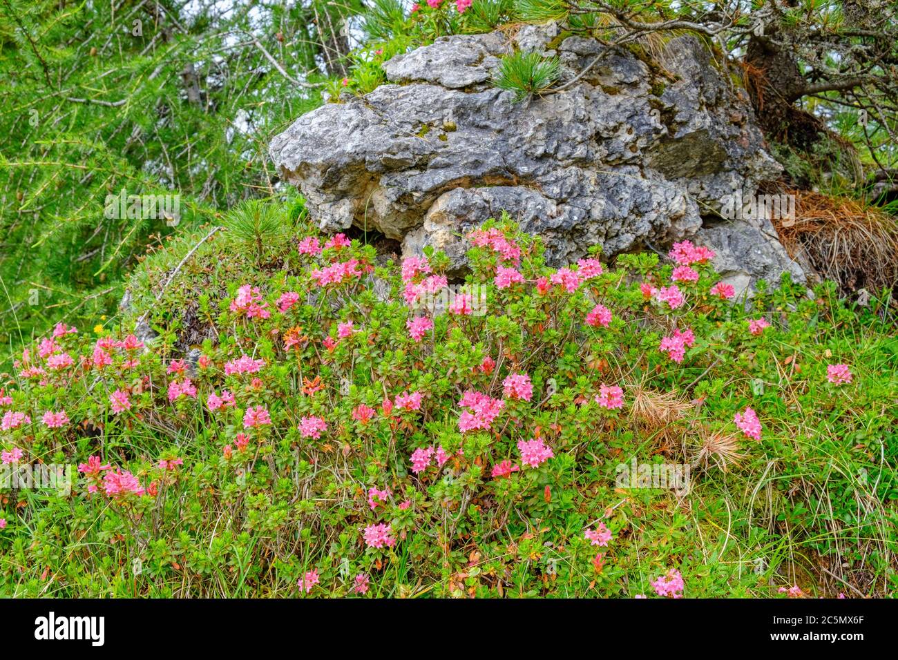 Fioritura della rosa alpina nella foresta delle alpi Foto stock - Alamy