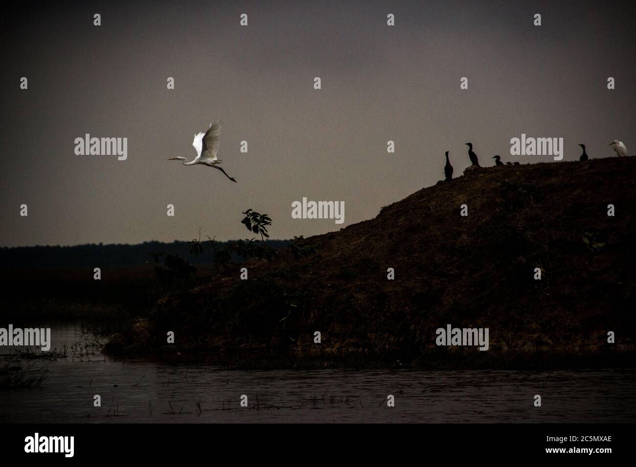 VIETNAM - NATURA NEL DELTA DEL MEKONG. Réserve ornithologique de Tram Chim. Il delta del Mekong è un vero tesoro di biodiversità. La fauna e la flora è Foto Stock