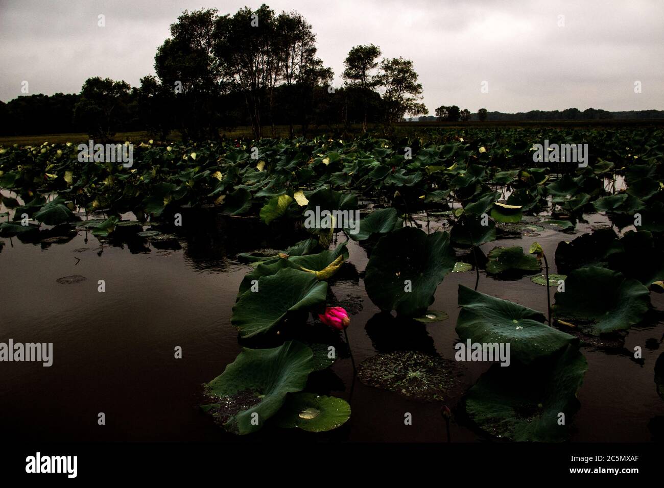 VIETNAM - NATURA NEL DELTA DEL MEKONG. Réserve ornithologique de Tram Chim. Il delta del Mekong è un vero tesoro di biodiversità. La fauna e la flora è Foto Stock