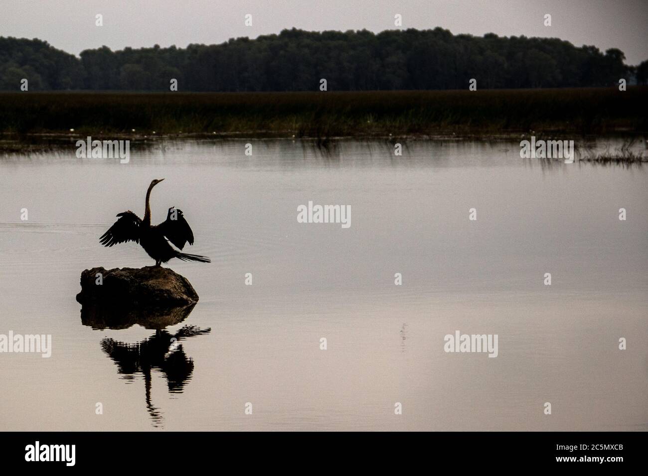 VIETNAM - NATURA NEL DELTA DEL MEKONG. Réserve ornithologique de Tram Chim. Il delta del Mekong è un vero tesoro di biodiversità. La fauna e la flora è Foto Stock