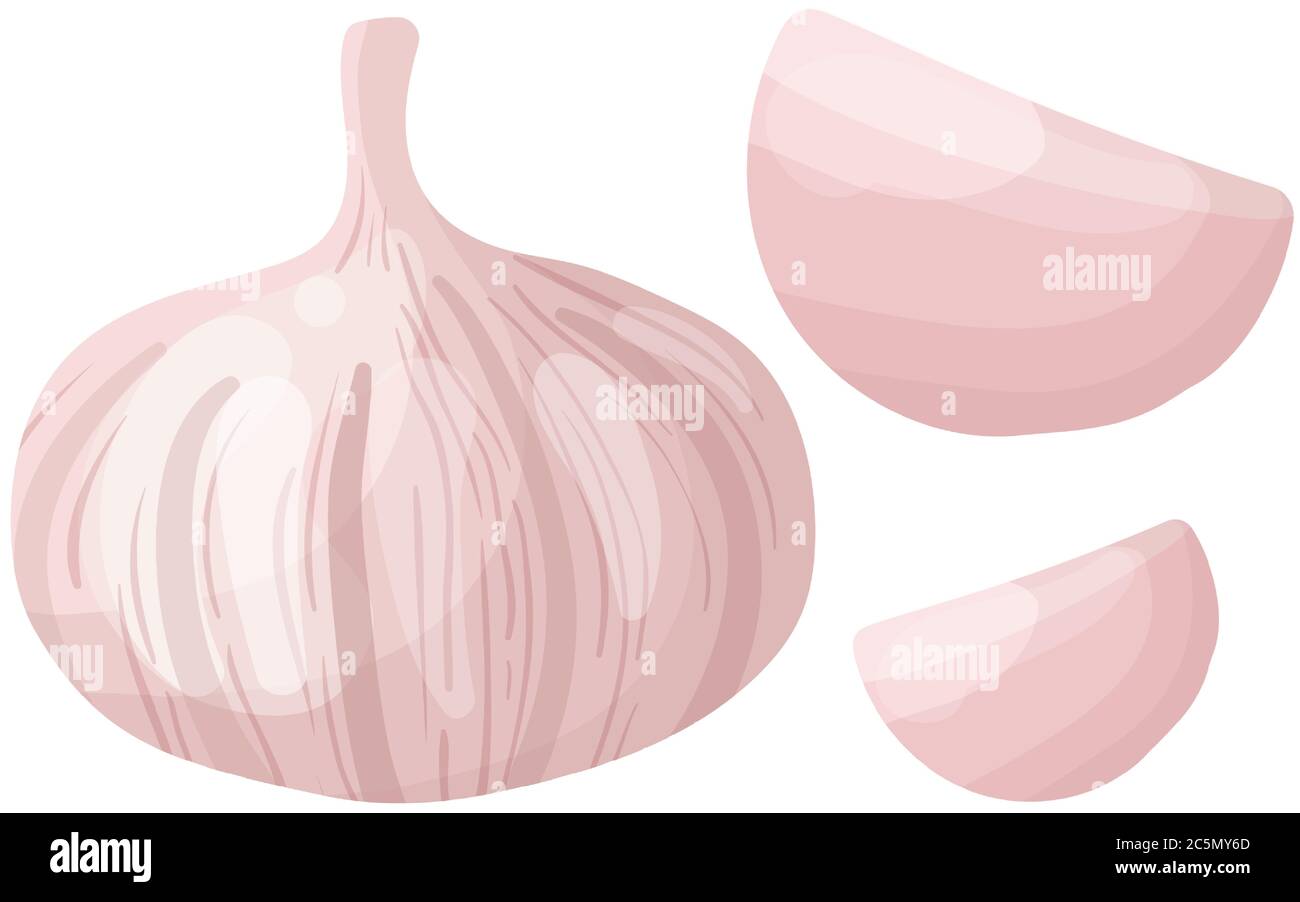 Aglio vettoriale su sfondo bianco. Illustrazione vettoriale. Illustrazione Vettoriale