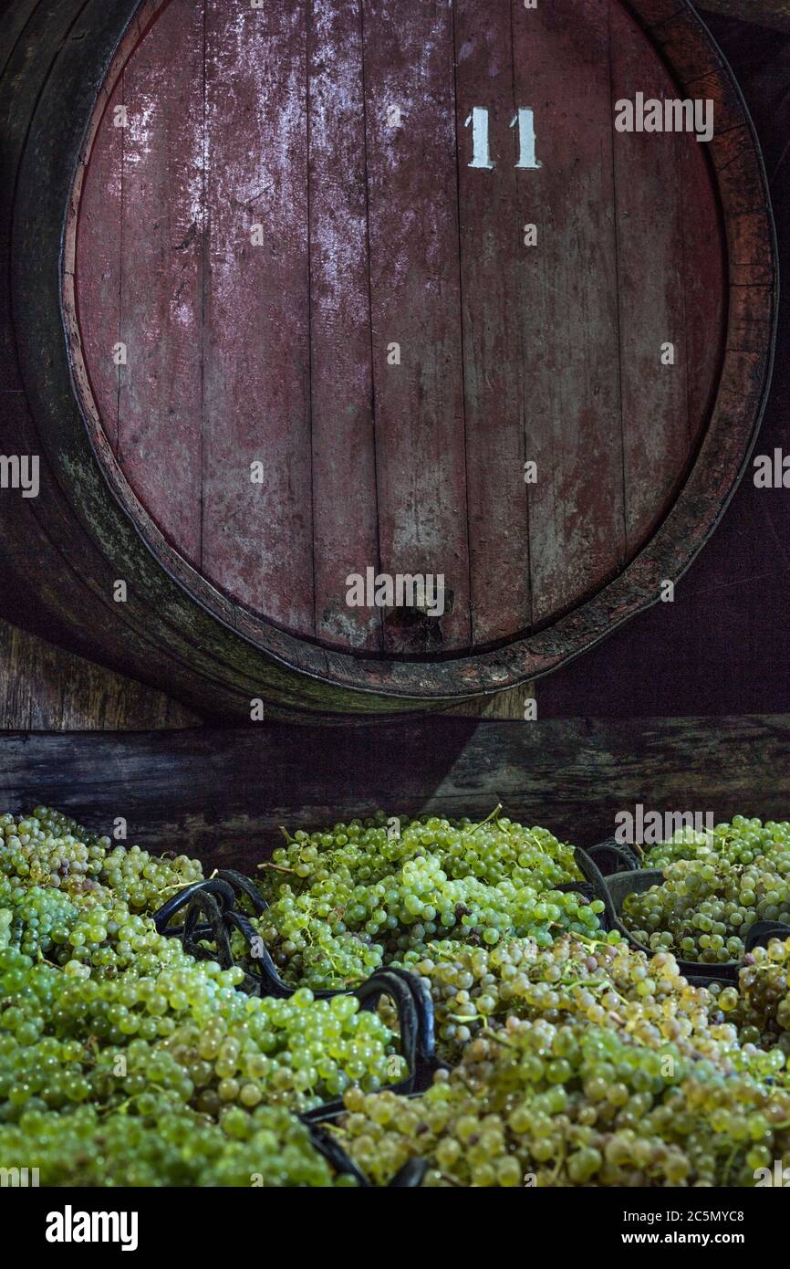 Vendemmia di uve bianche in una cantina tradizionale a Fuencaliente Foto Stock