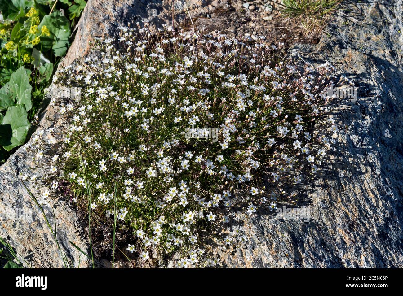 Flora di montagna Foto Stock