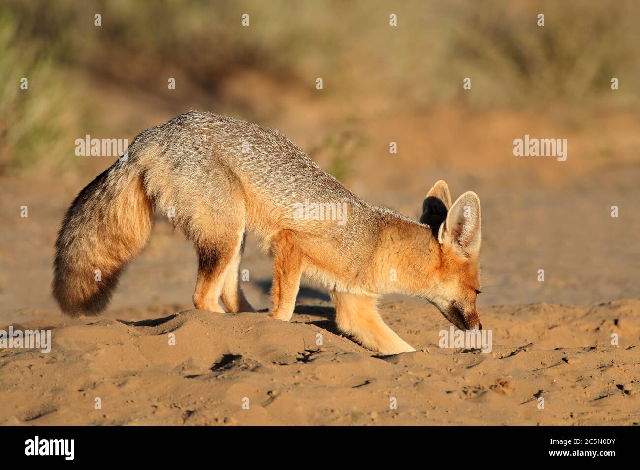 Cape Fox (Vulpes chama) scavando alla sua den, deserto di Kalahari, Sud Africa Foto Stock