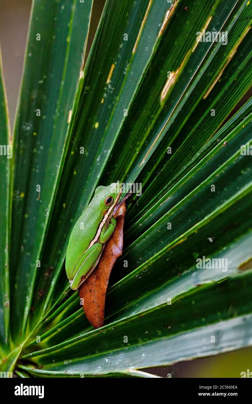 La rana verde si trova a riposo/nascosto all'interno del baldacchino della palma. A volte si fidano troppo del loro colore camouflage. Foto Stock