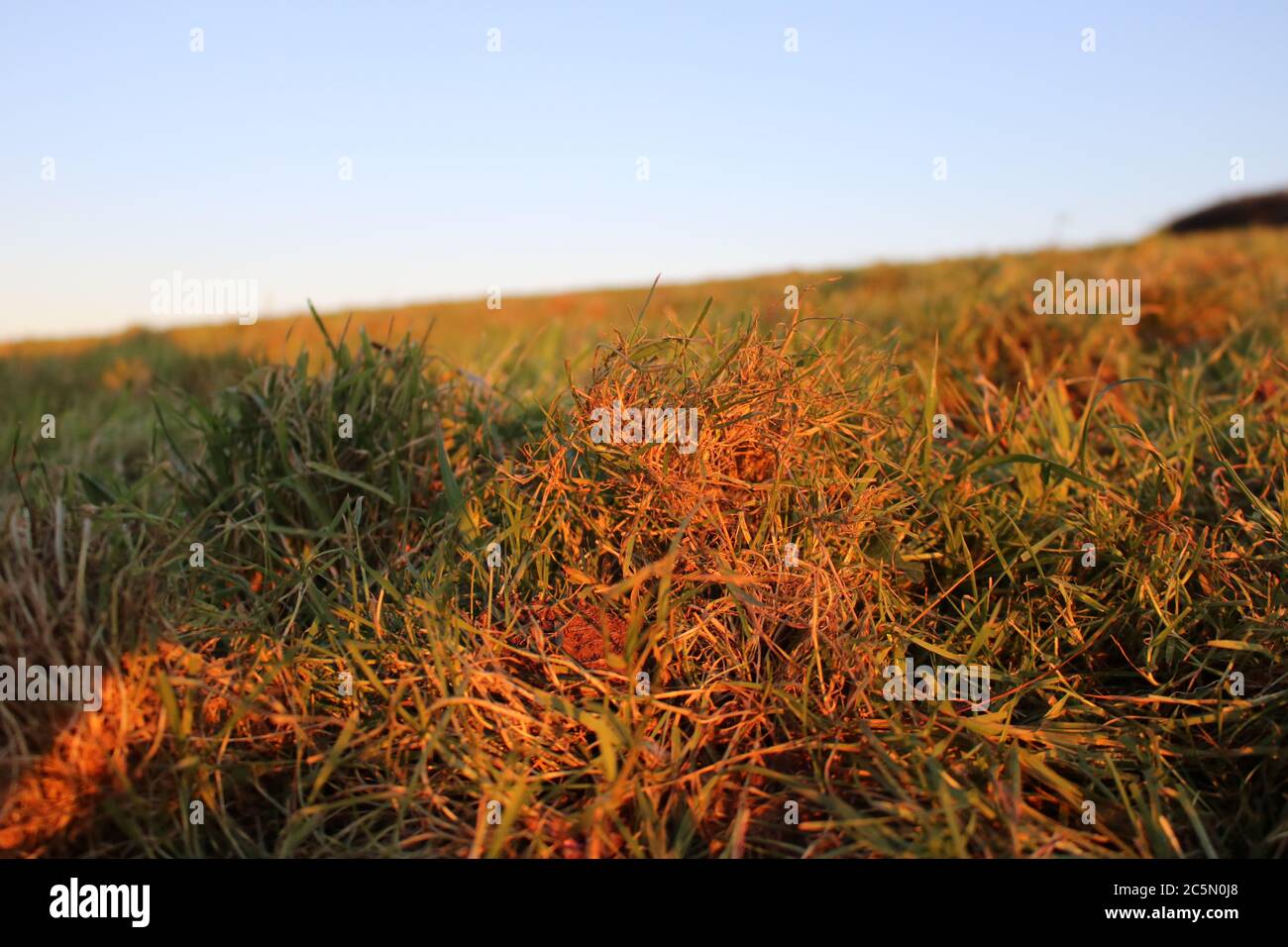 Campi d'erba su Working Cornish Farm a Sunset, Cornovaglia, Inghilterra, Regno Unito Foto Stock