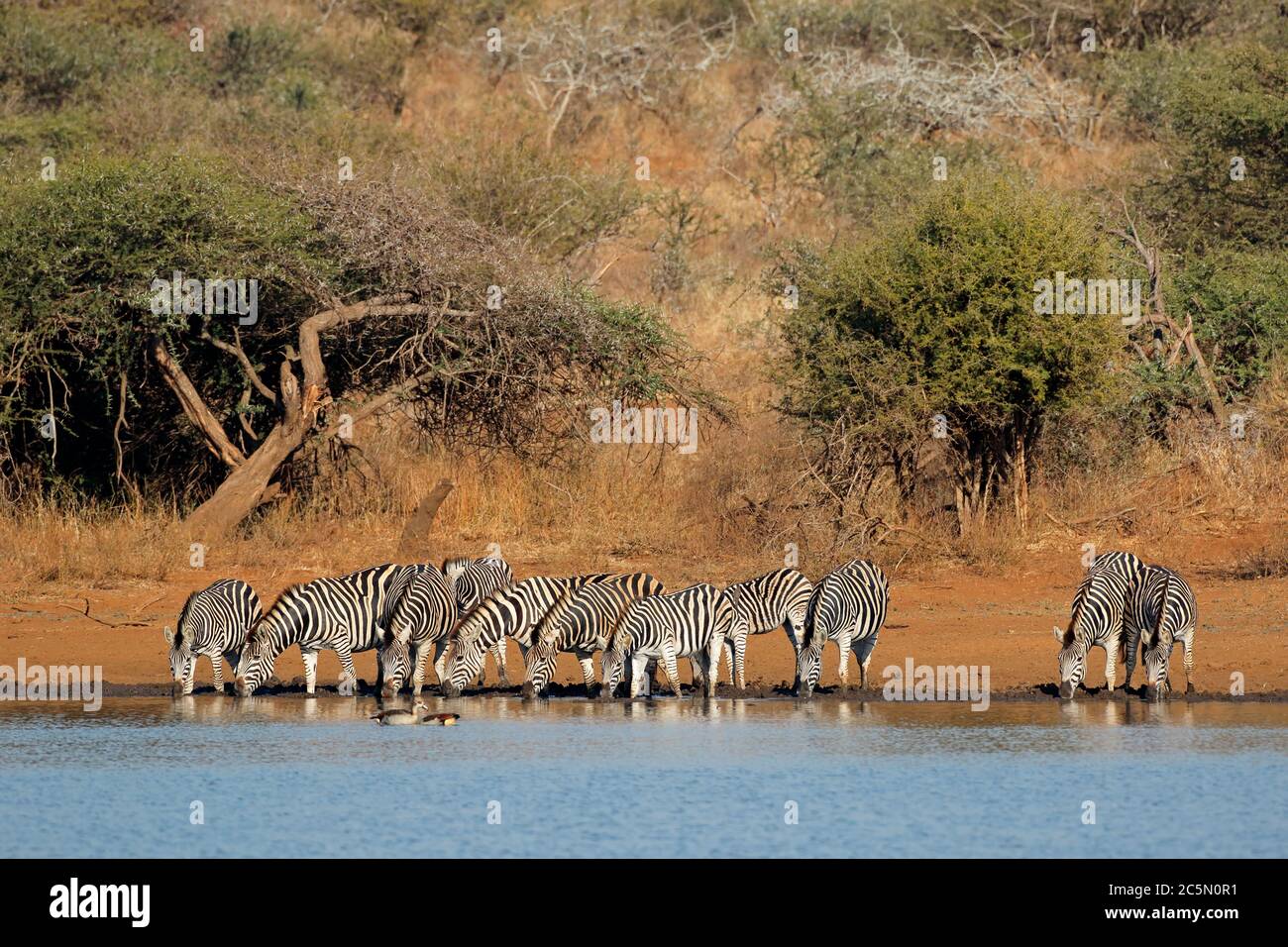 Mandria di pianura zebre (Equus burchelli) acqua potabile, Kruger National Park, Sud Africa Foto Stock