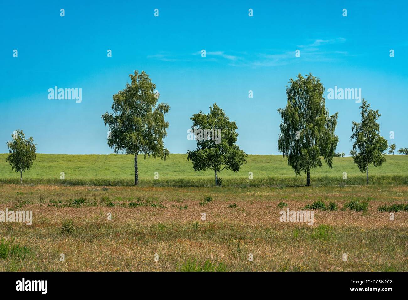 Vicolo di alberi e un campo di mais sull'isola Ruegen vicino Lancken-Granitz in una giornata estiva luminosa Foto Stock