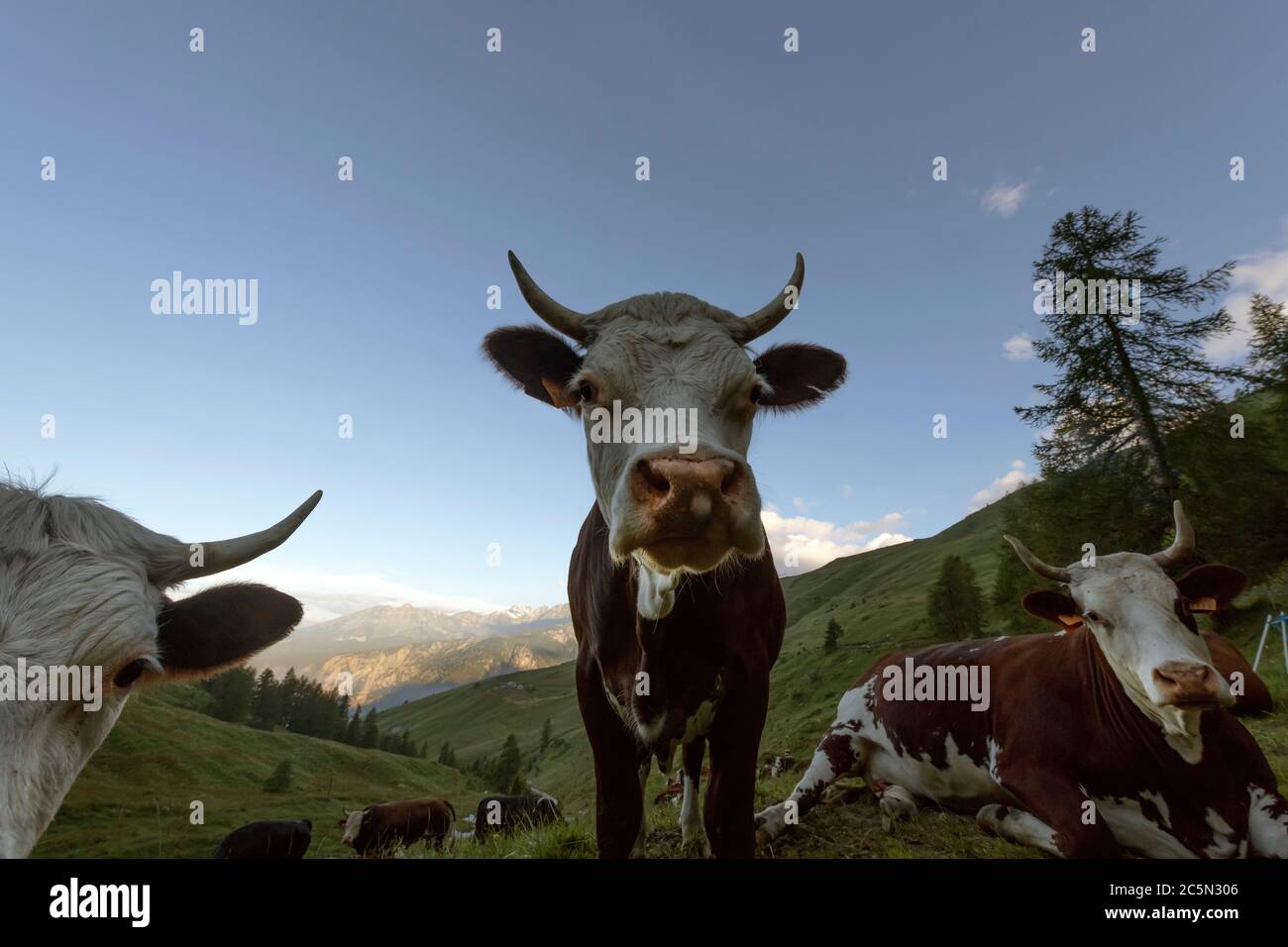 Mucche Da Allevamento Immagini E Fotografie Stock Ad Alta Risoluzione mucche-da-allevamento-immagini-e-fotografie-stock-ad-alta-risoluzione