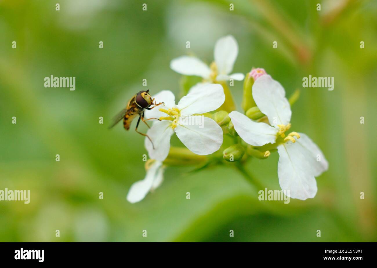 Alimentazione a mosca sul polline di fiori di una pianta di rafano imbullonata in un giardino inglese. Syrphus ribesi su Raphanus sativus. Foto Stock