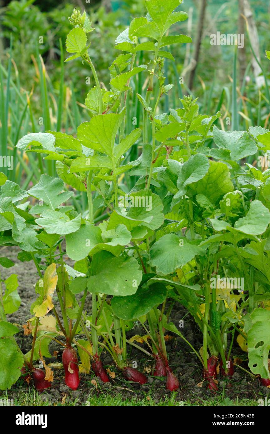 Raphanus sativus "colazione francese". Le piante ravizzone sono andate a seminare, o imbullonate, in un giardino inglese di potager. Foto Stock