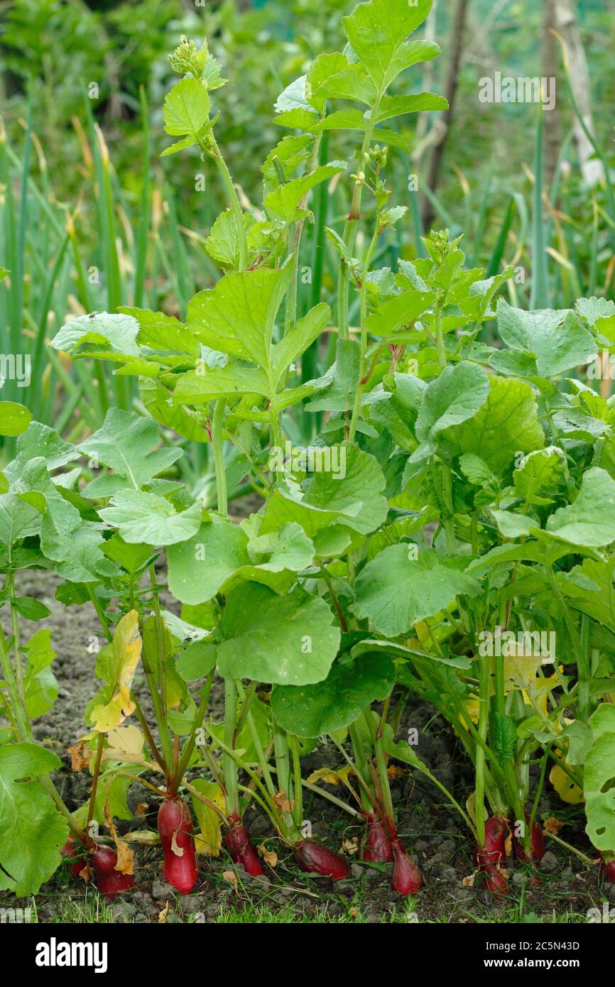 Raphanus sativus "colazione francese". Le piante ravizzone sono andate a seminare, o imbullonate, in un giardino inglese di potager. Foto Stock