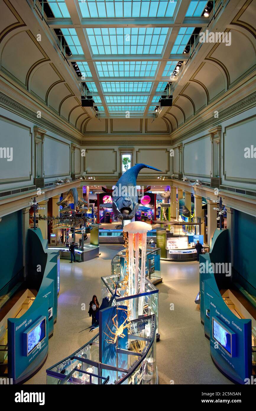 Hall of Ocean Life nel Smithsonian National Museum of Natural History, Washington, DC, USA Foto Stock