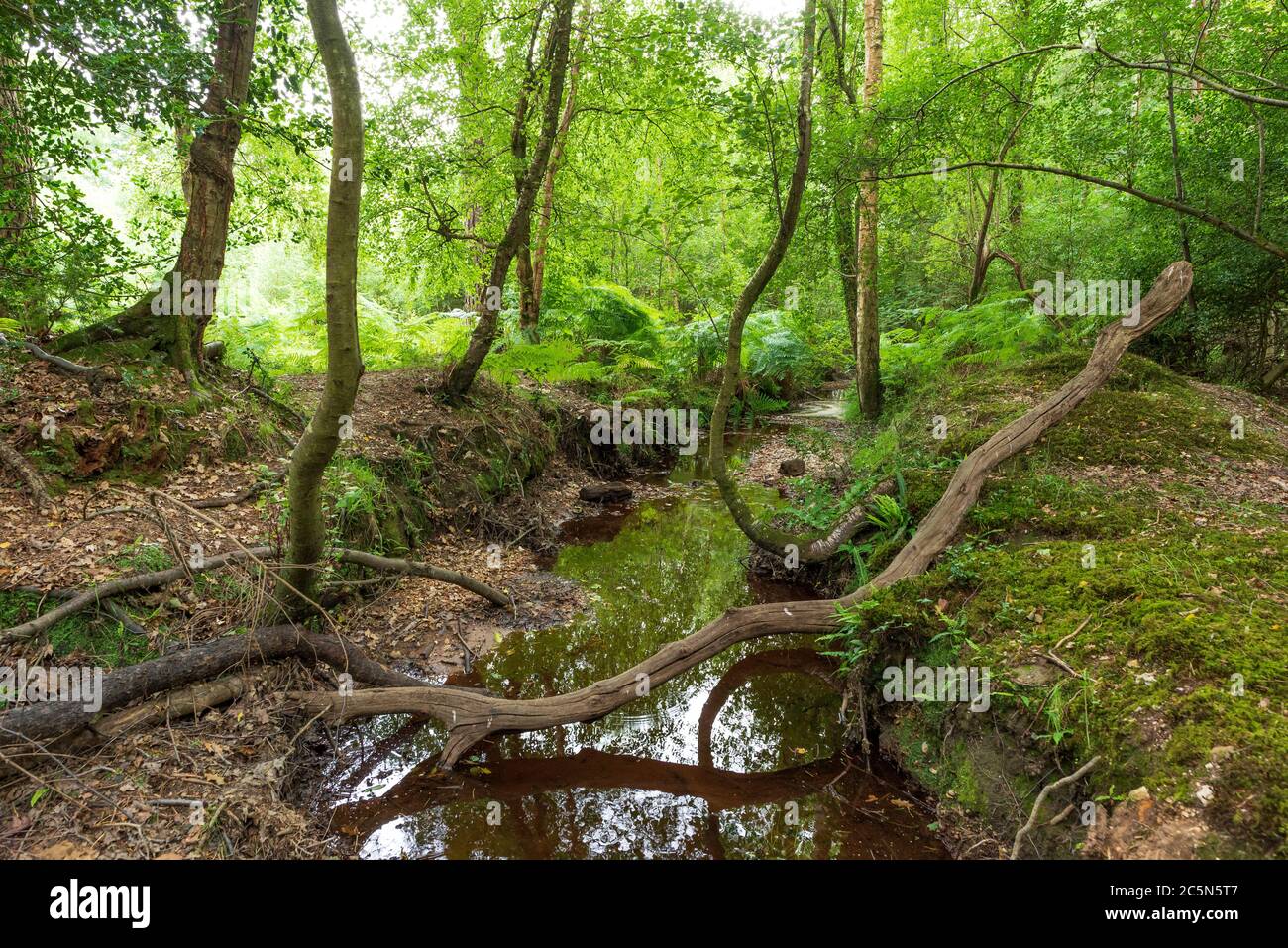 Woodland scena con stream, New Forest, Hampshire, Regno Unito Foto Stock