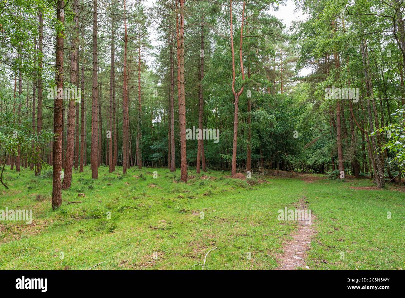Alberi di pino in una foresta Foto Stock