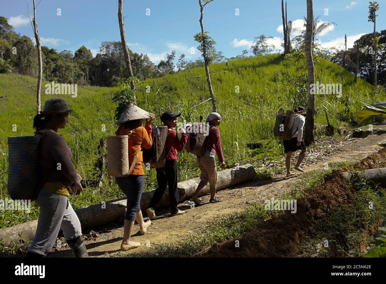 Le donne carestieri della comunità IBAN che camminano insieme dopo il lavoro in una fattoria agricola vicino al villaggio di Sungai Utik a Kapuas Hulu, Kalimantan occidentale, Indonesia. Foto Stock