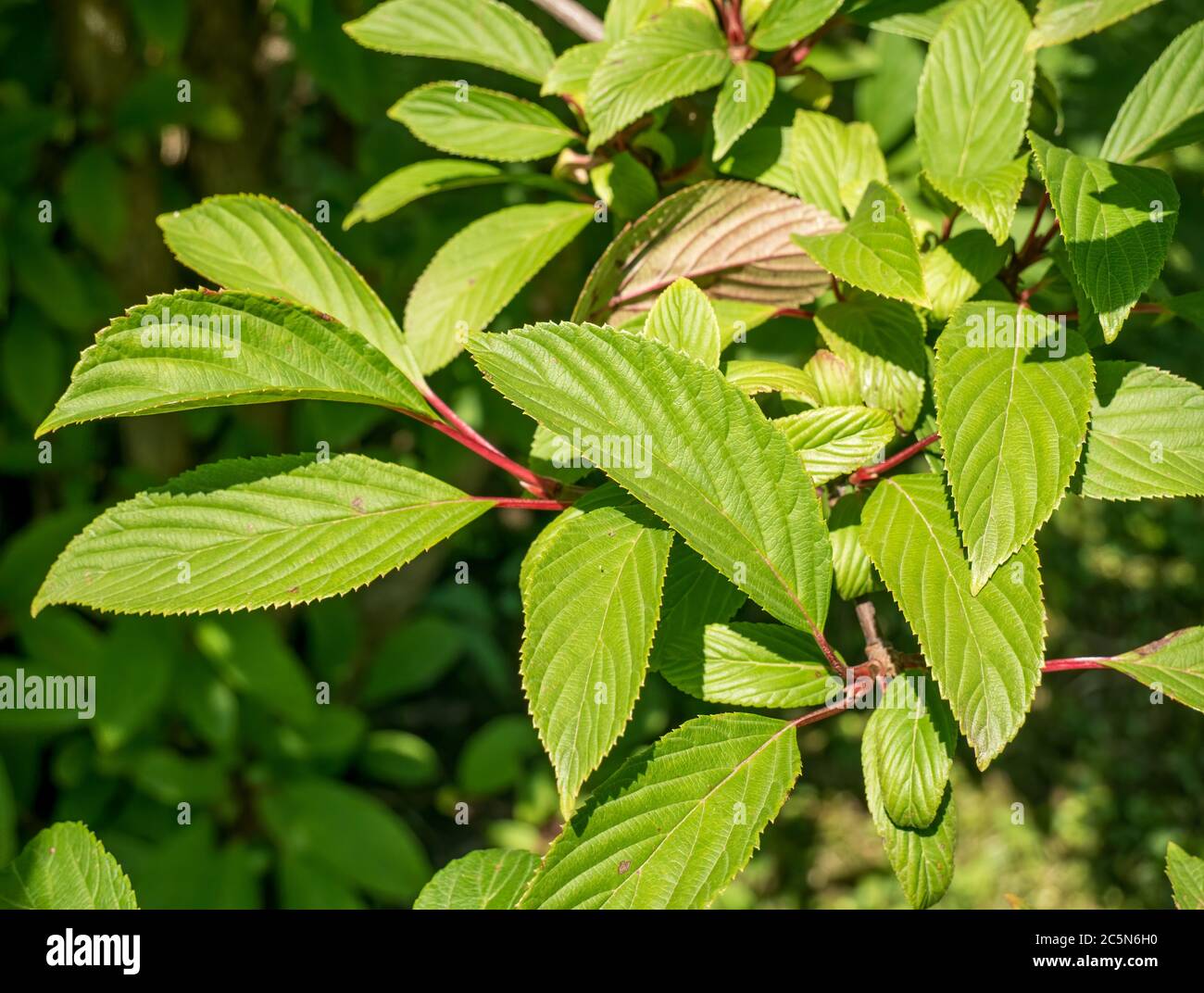 Primo piano dettaglio del fogliame della pianta di Viburnum bodnantense Stearn. Foto Stock