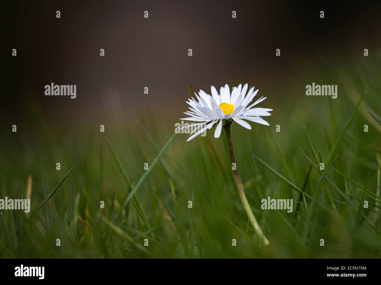 Un Daisy in un campo di erba Foto Stock