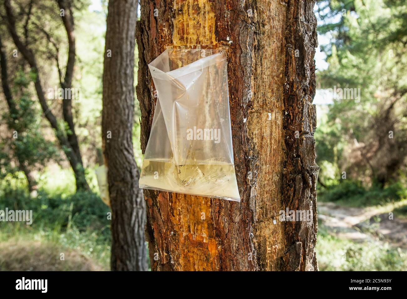 Raccolta di resina di pino da un albero all'isola di Evia. EVIA , Grecia. La resina di pino è un aroma chiave in Retsina il tipico stile greco. Foto Stock
