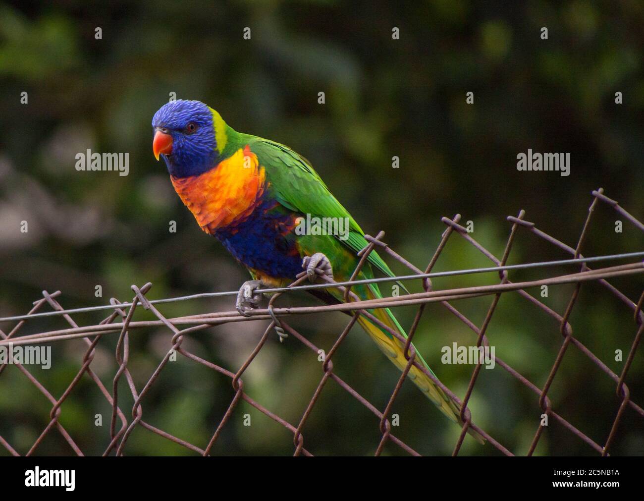 Rainbow Lorikeet essere curioso Foto Stock
