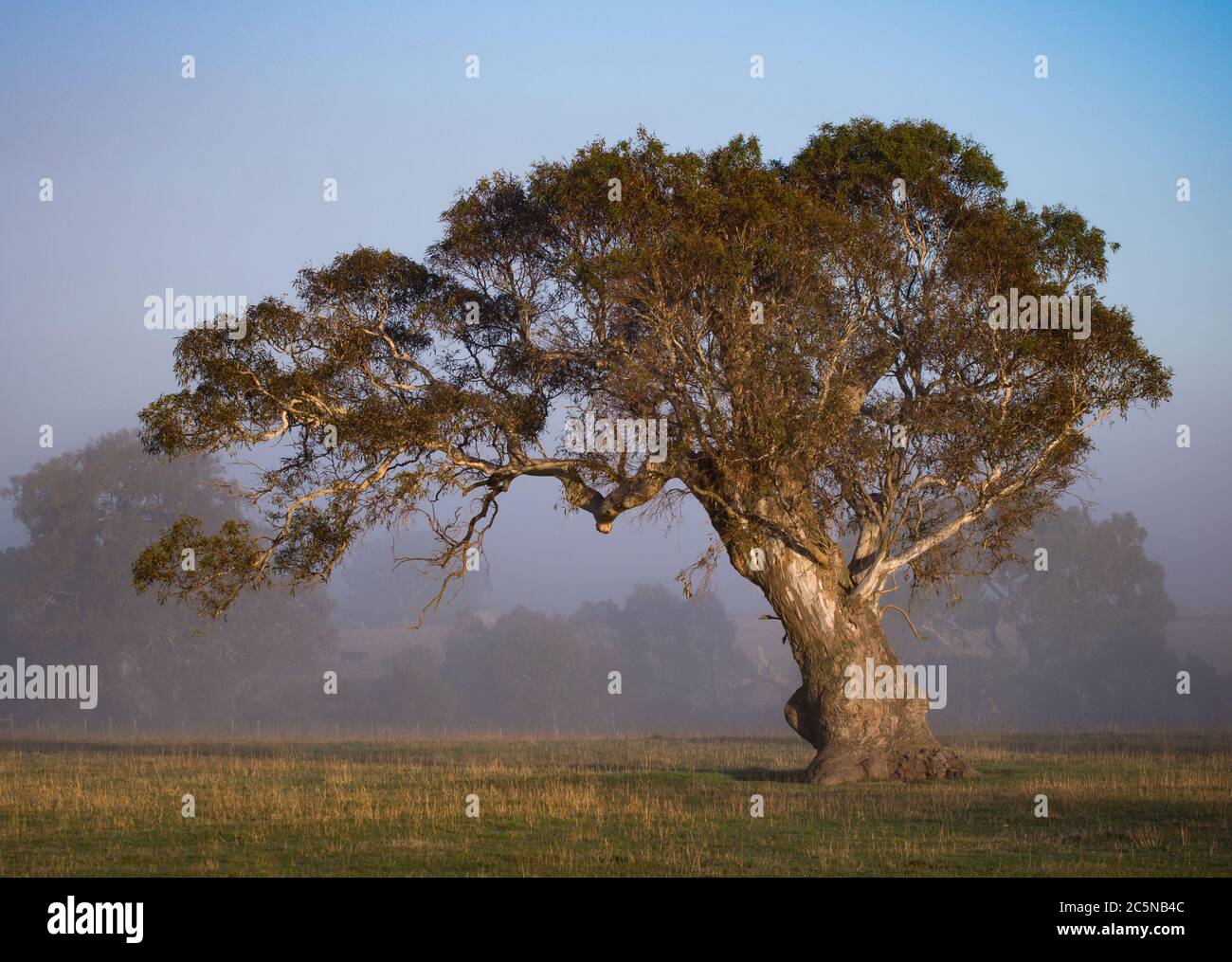 Un albero di gomma di Lone gigante in un campo Foto Stock