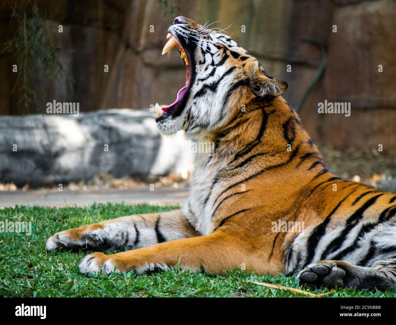 Una tigre che brildisce mostrando i suoi denti piuttosto grandi Foto Stock