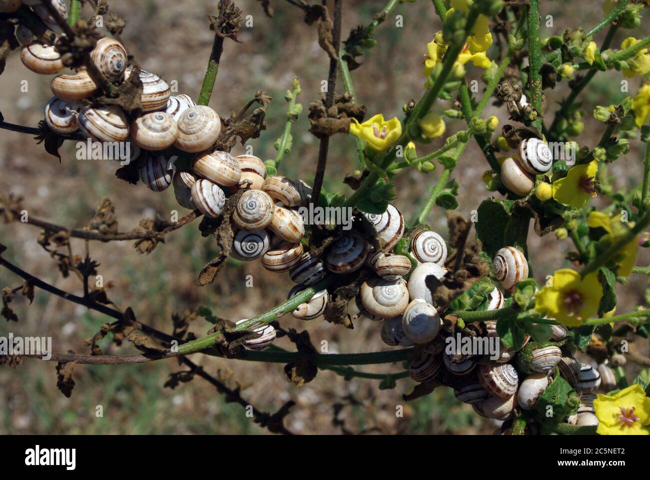 Estivazione delle lumache a girata (Hygromia sp.) nel biotopo della costa dunale mediterranea (Tirreno, Italia centrale) Foto Stock