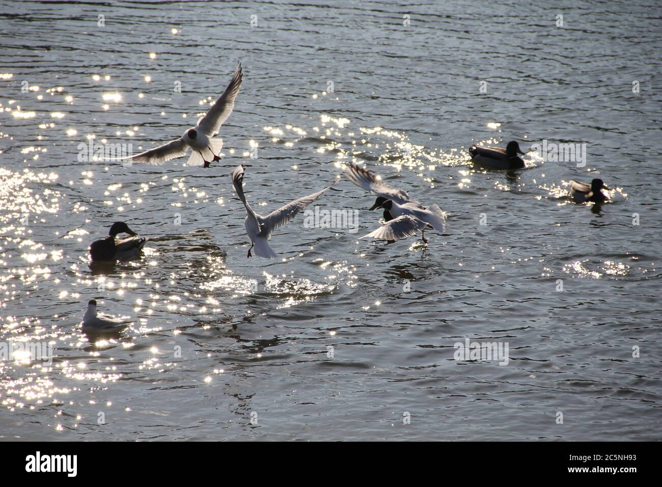 Gabbiani che spruzzano nell'acqua del fiume Nevezis su una sorgente soleggiata giorno Foto Stock