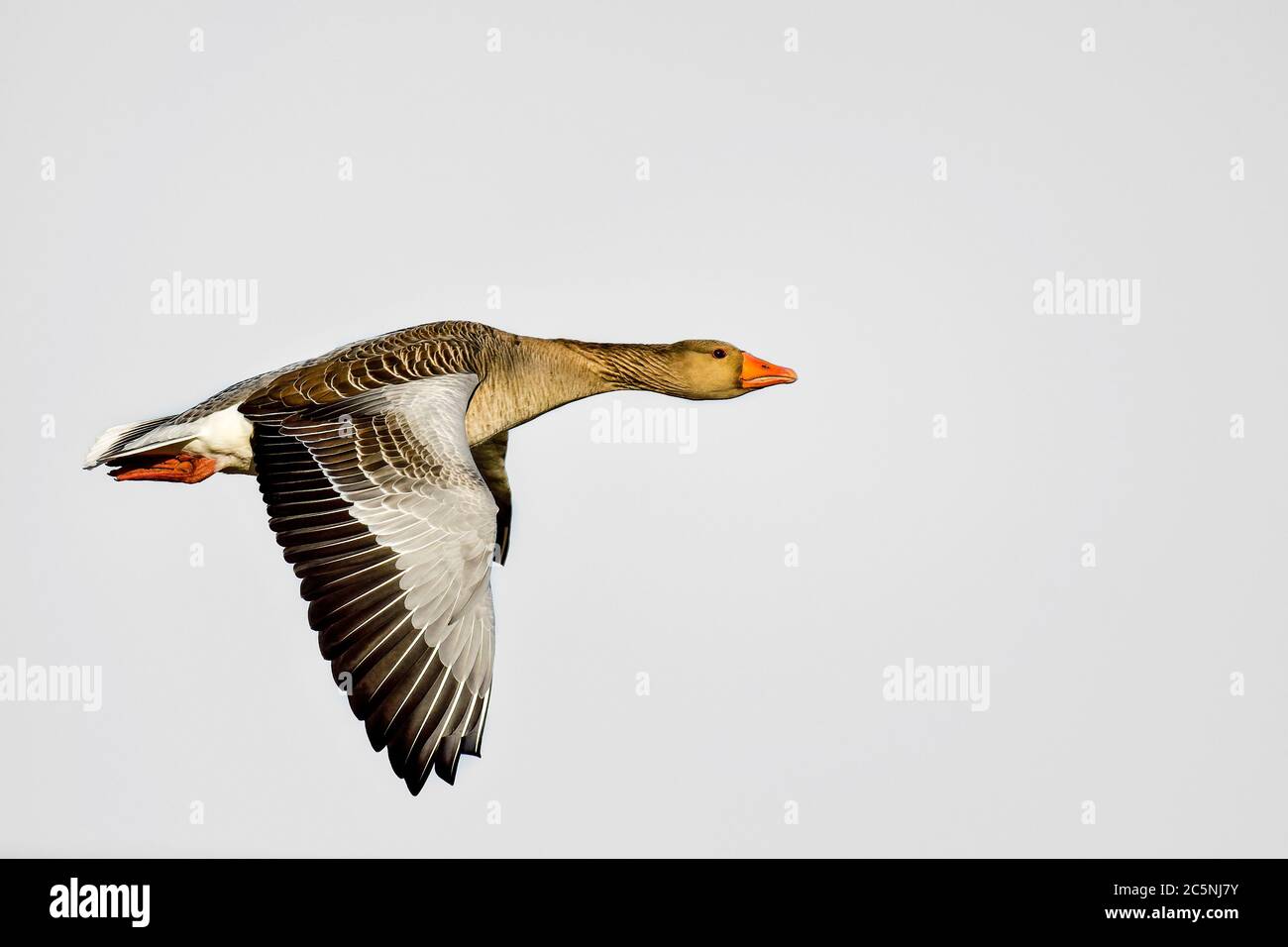 Forma perfetta in volo Foto Stock Forma perfetta in volo Foto Stock