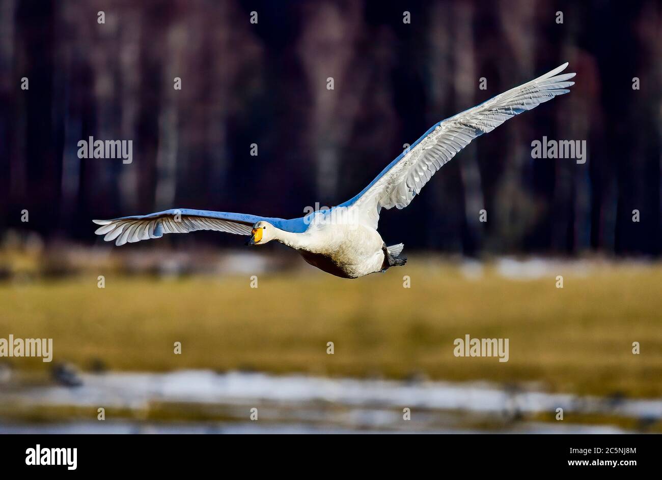 Whooper swan, giganti del cielo Foto Stock
