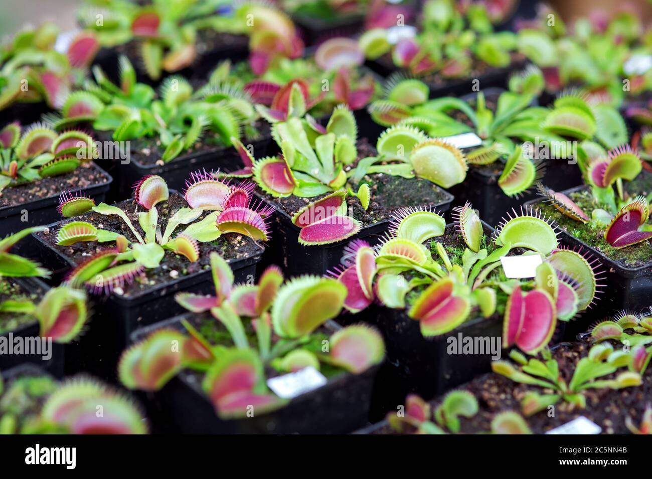 dionaea muscipula pianta predatoria mangiare insetti, pianta da vicino in vasi di fiori. Foto Stock