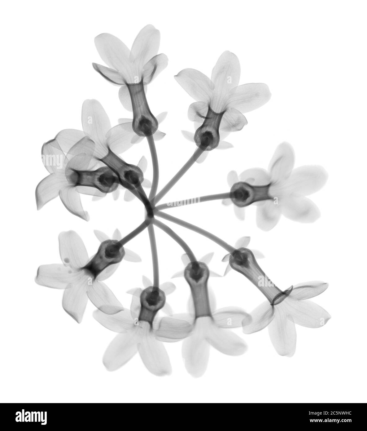 Madagascar jasmine, o fiore di cera (Stephanotis sp.), raggi X. Foto Stock