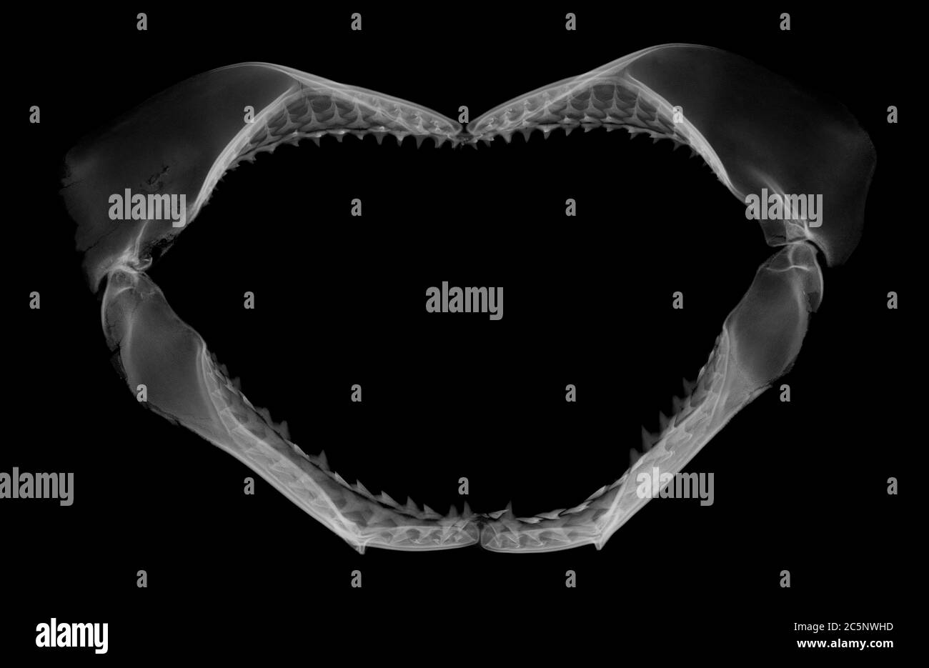 Mascella dello squalo, raggi X. Foto Stock