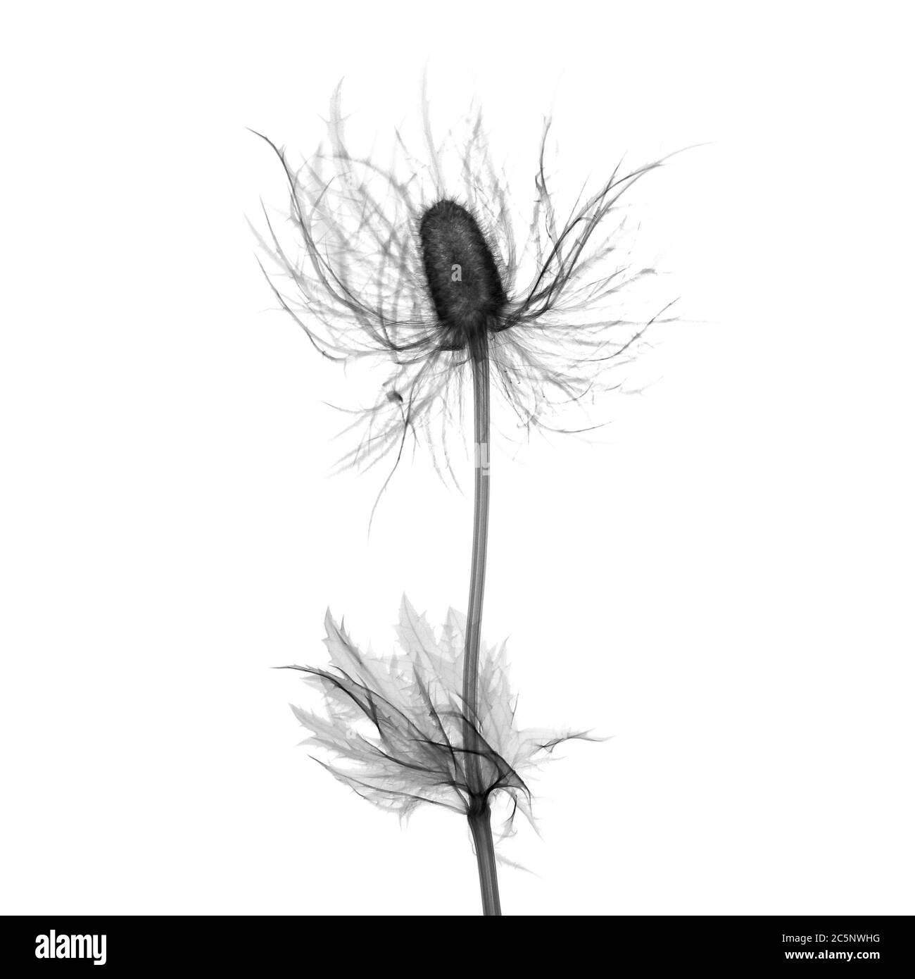 Tistola del latte (Silybum marianum), raggi X. Foto Stock