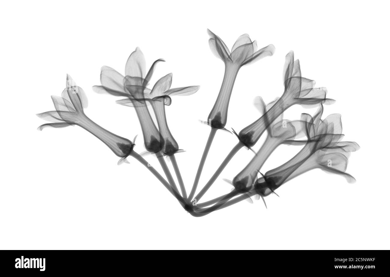 Fiori di Stephanotis, raggi X. Foto Stock