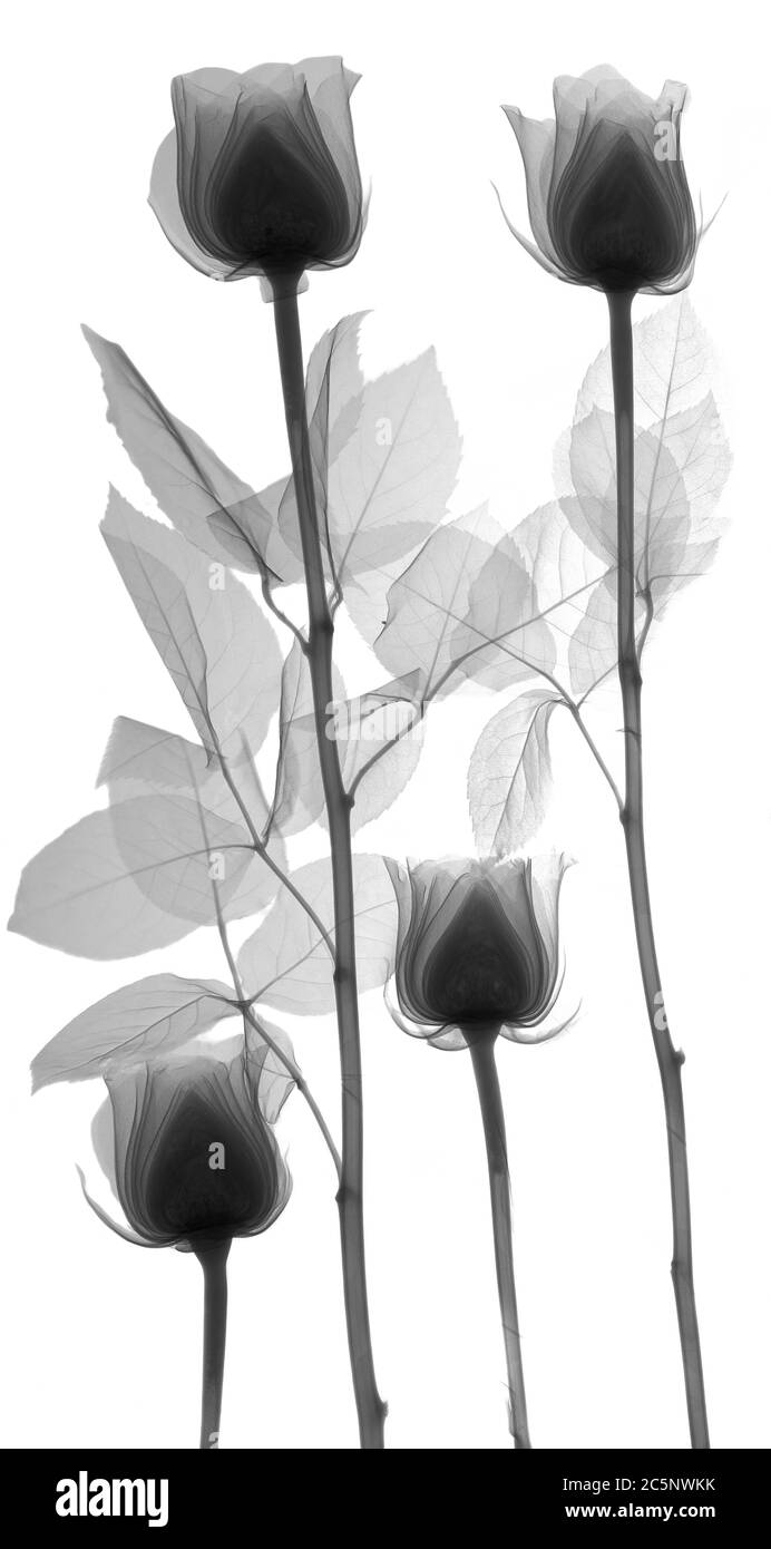 Quattro rose, raggi X. Foto Stock