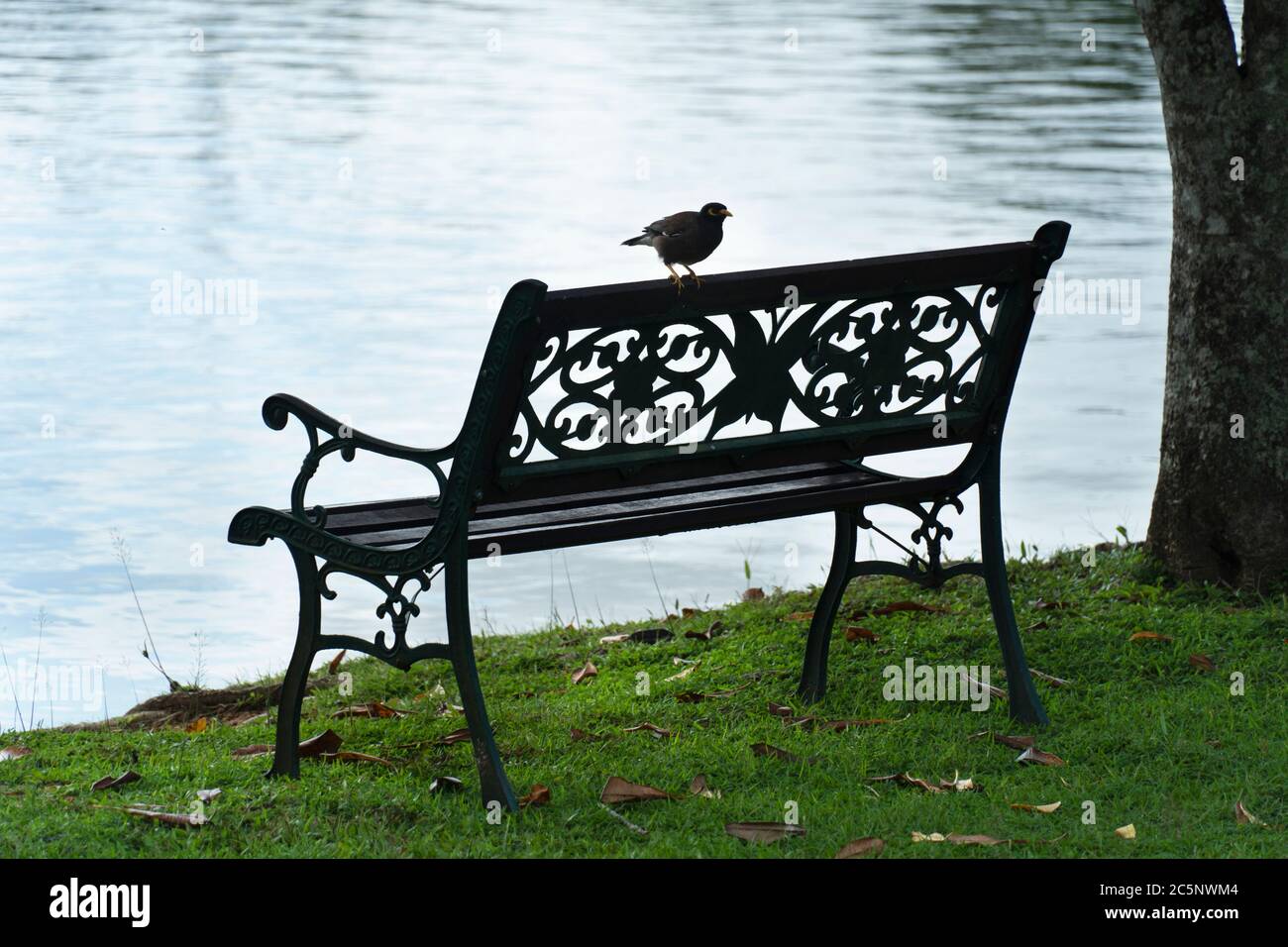 uccello perching su panca nel parco vicino lago acqua sfondo natura all'aperto Foto Stock