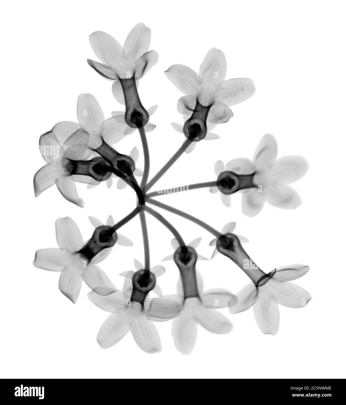 Fiori di Stephanotis, raggi X. Foto Stock