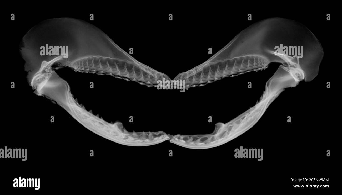 Mascella dello squalo, raggi X. Foto Stock