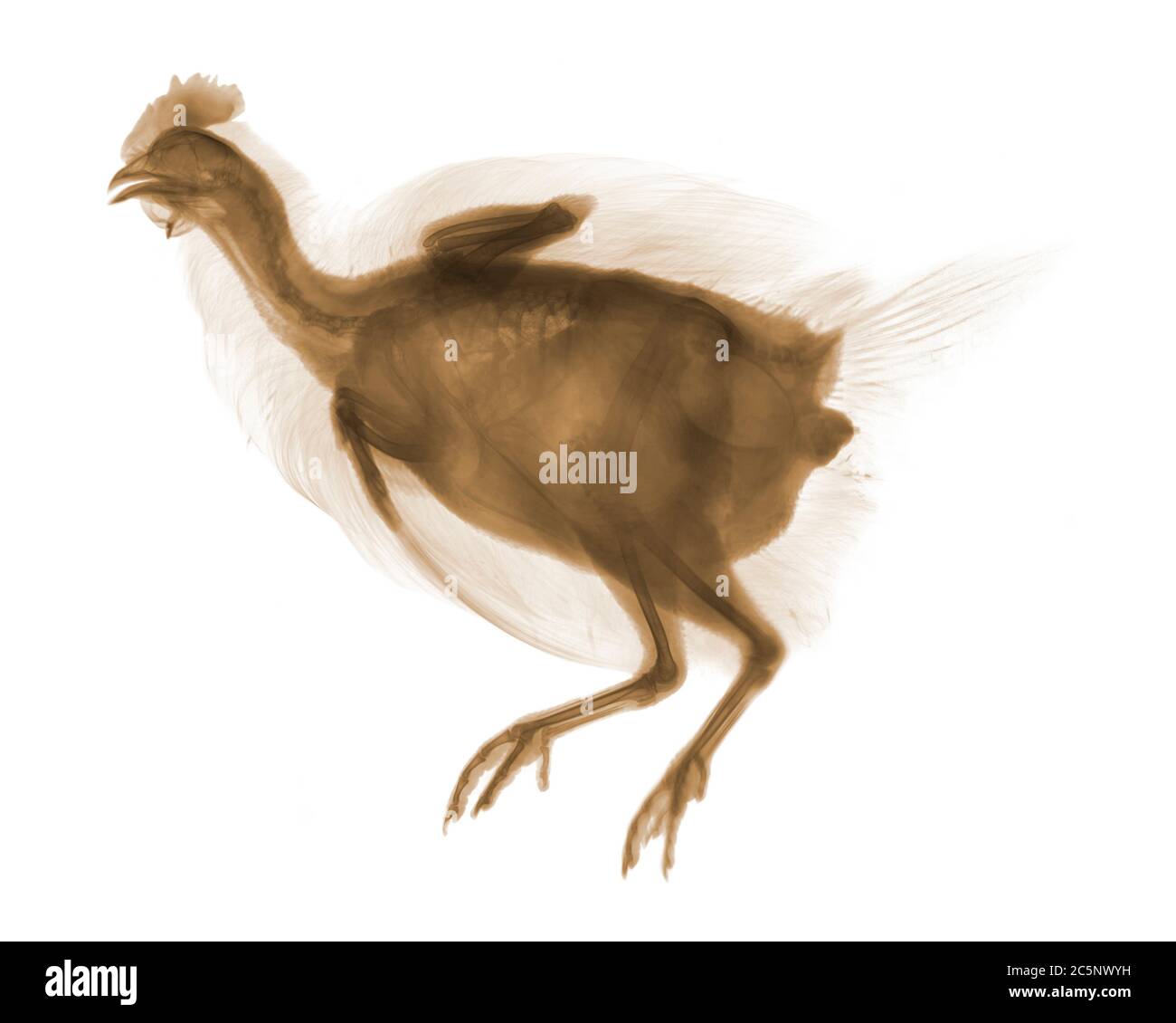 Pollo, radiografia colorata. Foto Stock