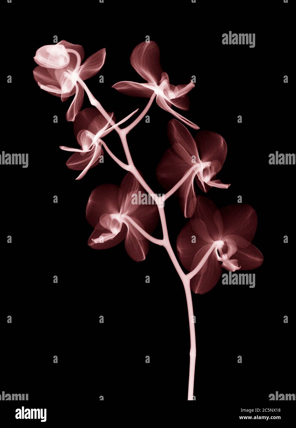 Orchidea di falena (falaenopsis orchidea), radiografia colorata. Foto Stock
