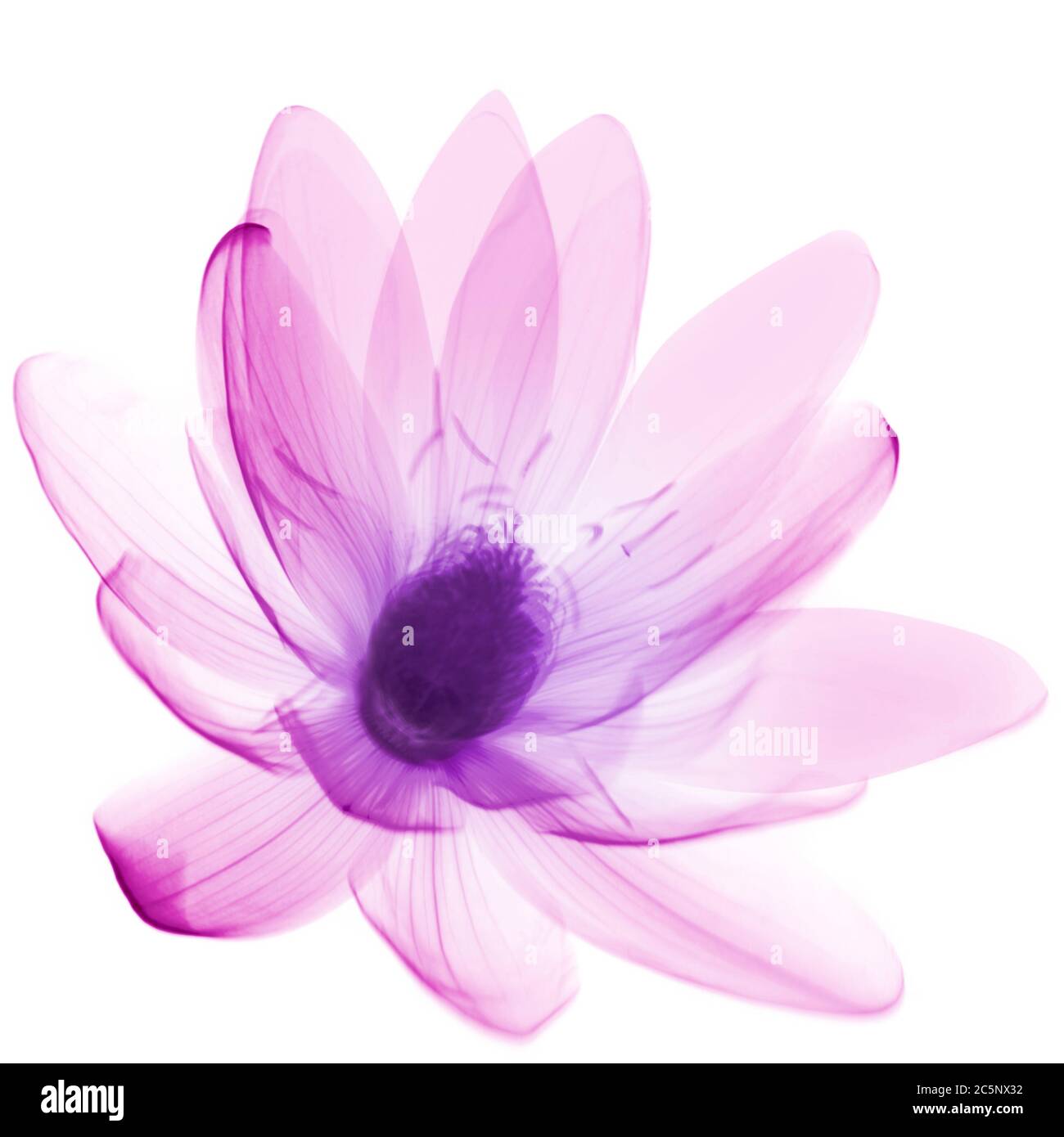 Lily, colorato di raggi x. Foto Stock