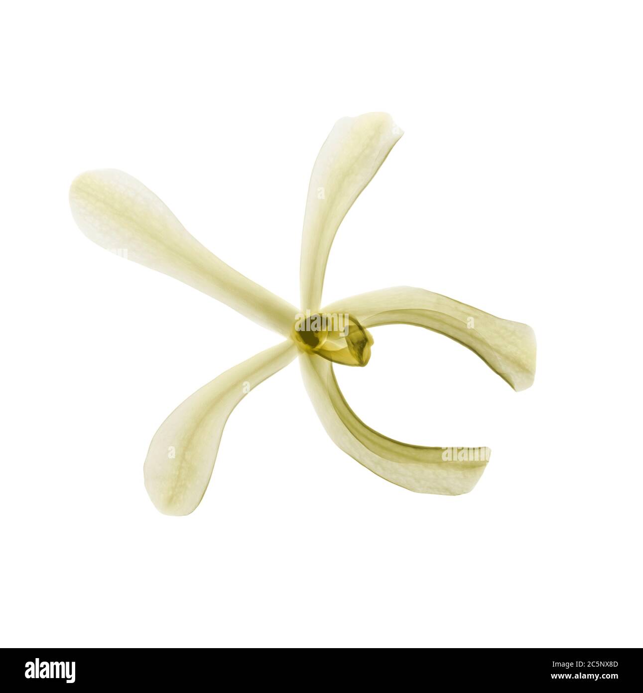 Fiore alla vaniglia (Vanilla planifolia), radiografia colorata. Foto Stock