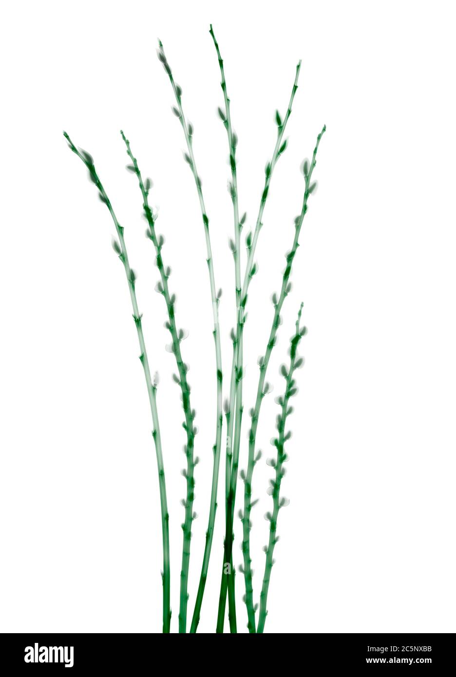 Rametti di salice di capra verde (Salix caprea), raggi X colorati. Foto Stock