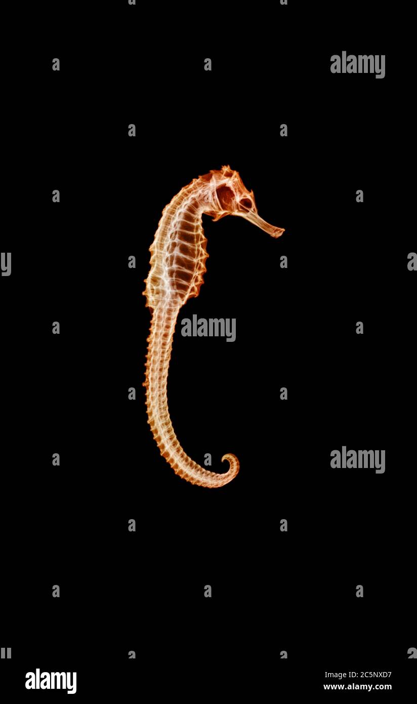 Seahorse (ippocampo di Ippocampo), raggi X colorati. Foto Stock