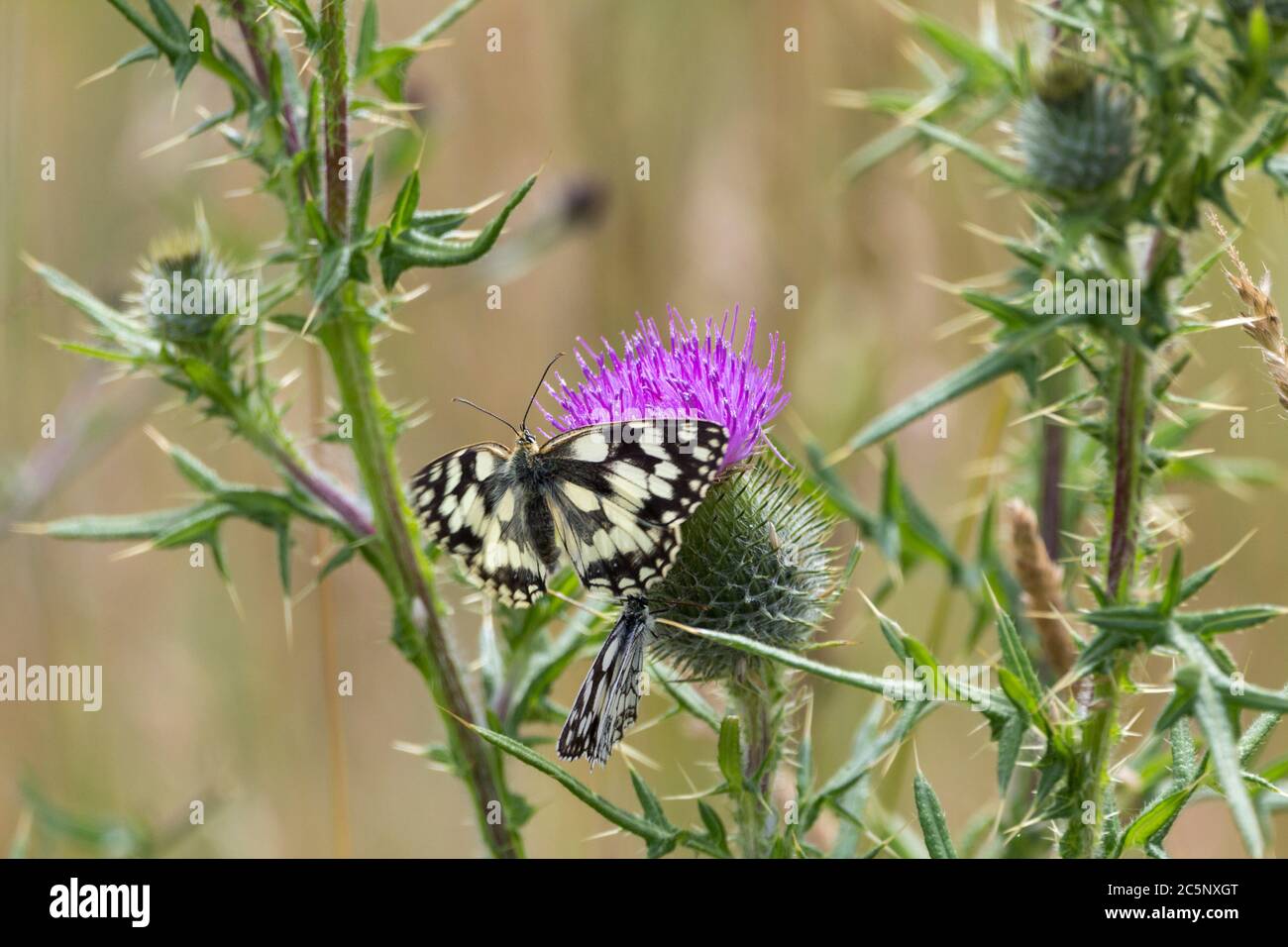 Farfalla bianca marmorizzata (Melanargia galatea) su cardo di lancia (Cirsium vulgare) farfalla nera e bianca su fiore viola di cardo spinato. Foto Stock