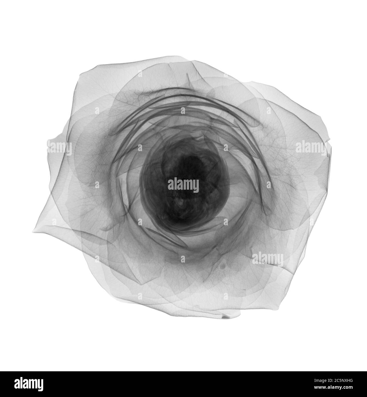 Testa di rosa (rosa centifolia), raggi X. Foto Stock