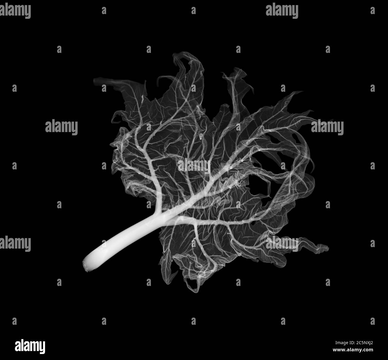 Rabarbaro (Rheum rabarum), raggi X. Foto Stock